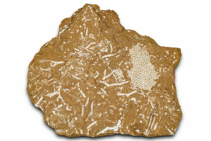 Ordovician Kukersite Oil Shale with Bryozoan Fossils - Russia #368959